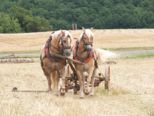 bulldogtreffen_416.jpg