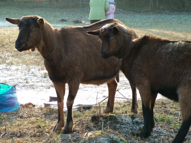 eislaufen_020.jpg