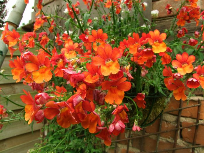 dscf0242.jpg