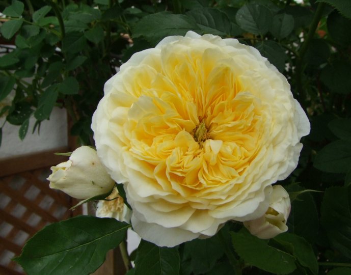 dscf0254.jpg