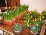 fruehling_012.jpg