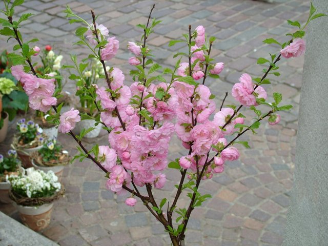 fruehling2009_145.jpg