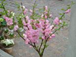 fruehling2009_145.jpg