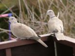 fruehling2009_009.jpg