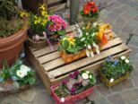 fruehling2009_144.jpg