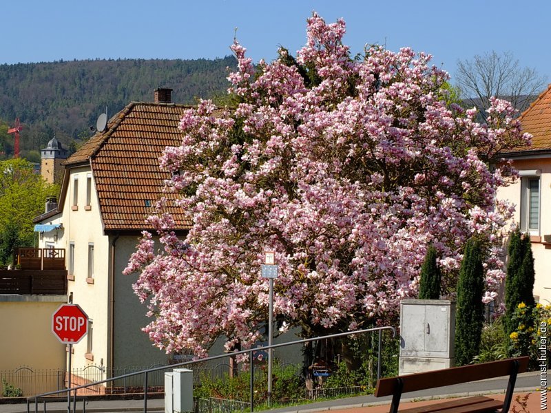 fruehlingsfest2019__002.jpg