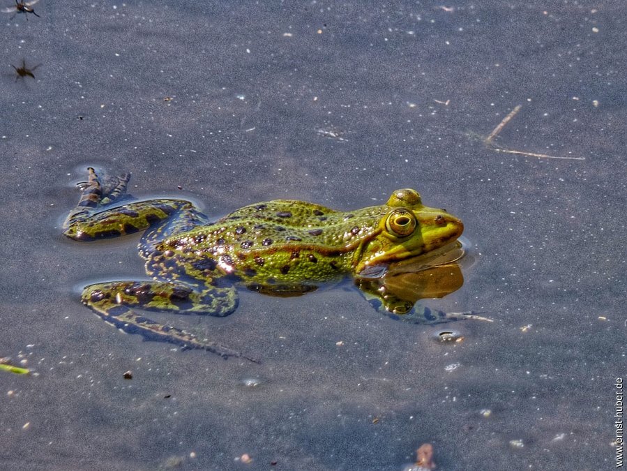 froschkonzert___041-01.jpg