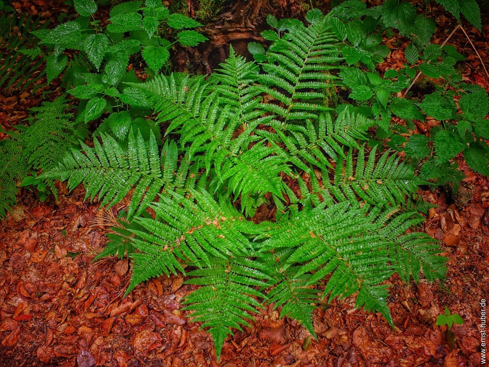 pfingsten___118.jpg