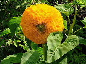 Sonnenblume