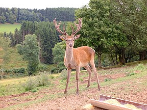 Rotwild im Spessart