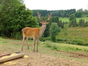 Rotwild im Spessart