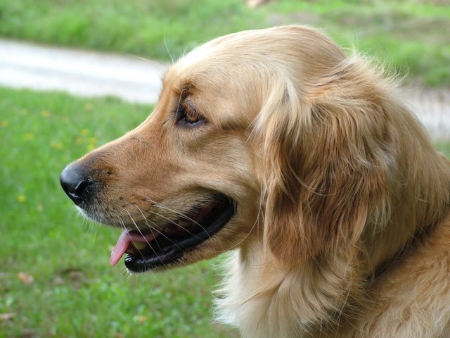 hundeschule_003.jpg