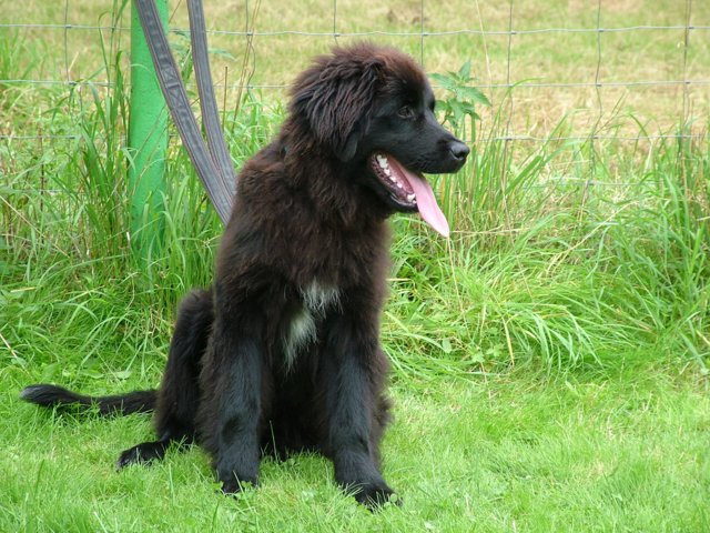 hundeschule_030.jpg