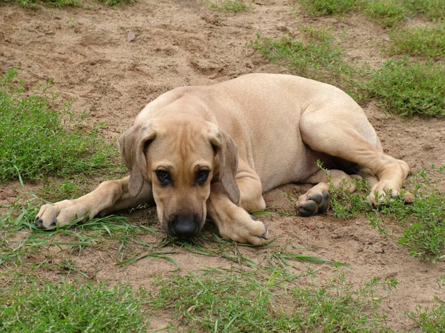 hundeschule_043.jpg