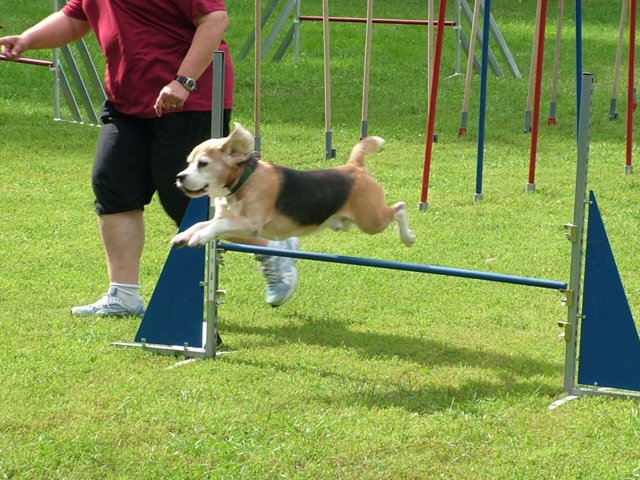 hundeschule_097.jpg