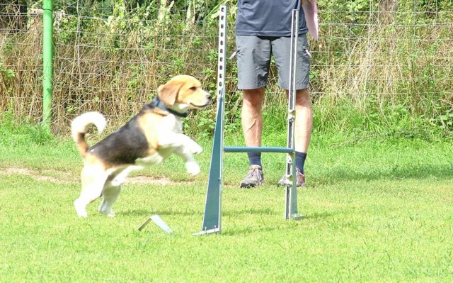 hundeschule_107.jpg