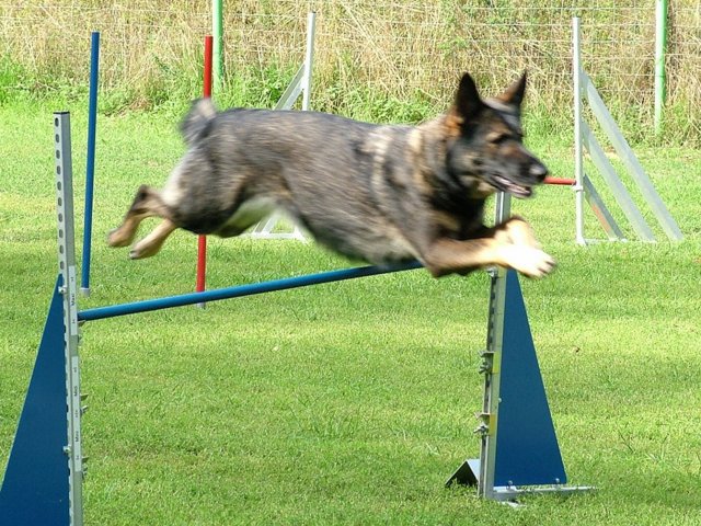 hundeschule_123.jpg