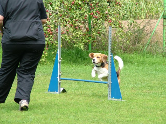 hundeschule_137.jpg