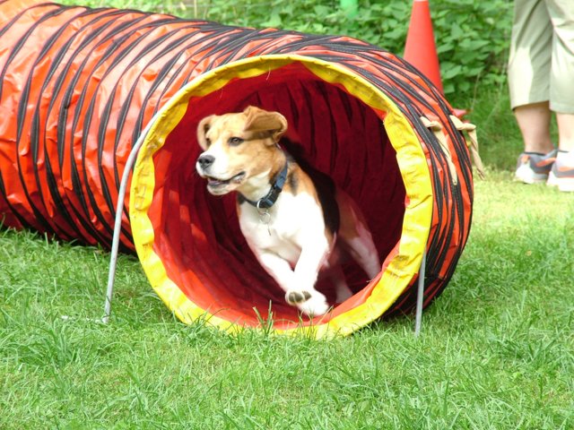 hundeschule_144.jpg