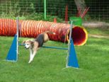 hundeschule_002.jpg