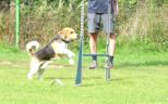 hundeschule_107.jpg