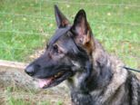 hundeschule_077.jpg