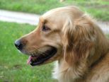 hundeschule_003.jpg