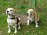 hundeschule_069.jpg