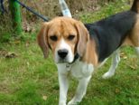 hundeschule_080.jpg