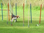 hundeschule_118.jpg