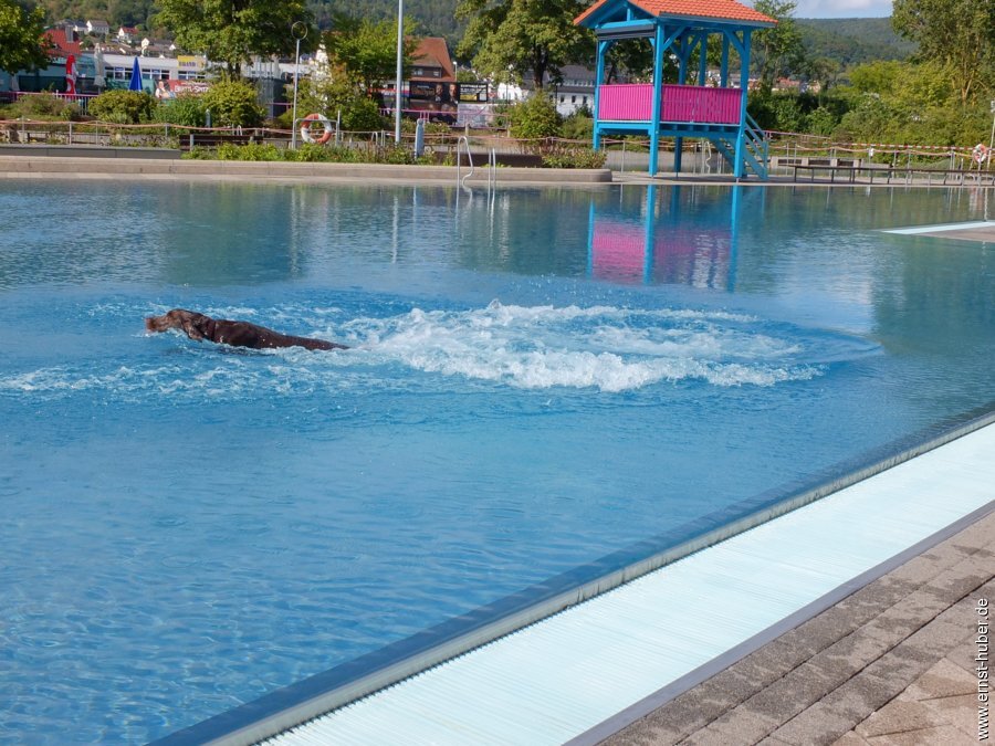 hundeschwimmen-__006.jpg