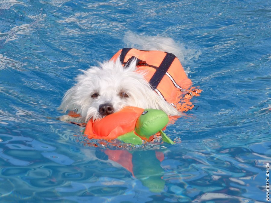 hundeschwimmen__072.jpg