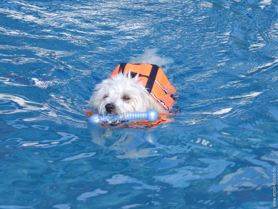 hundeschwimmen__074.jpg