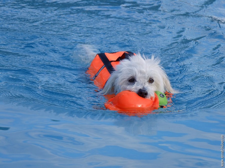 hundeschwimmen__080.jpg