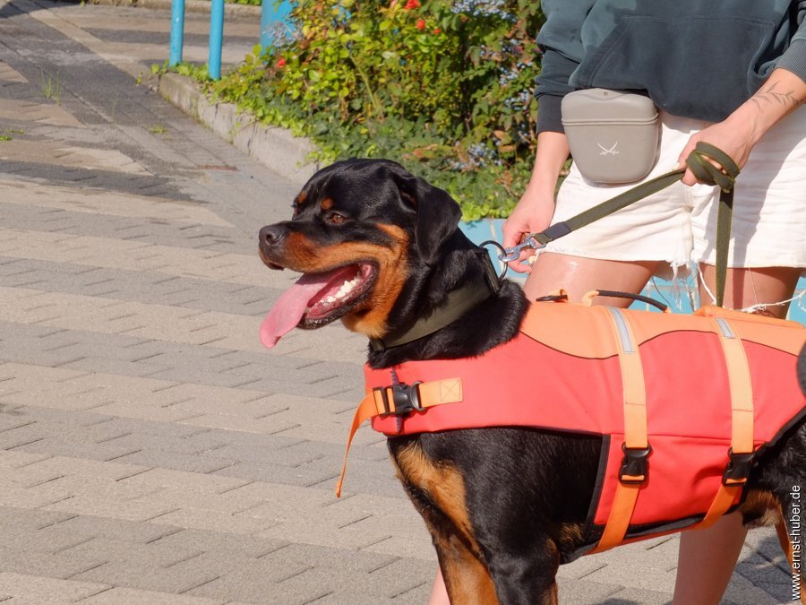 hundeschwimmen__158.jpg