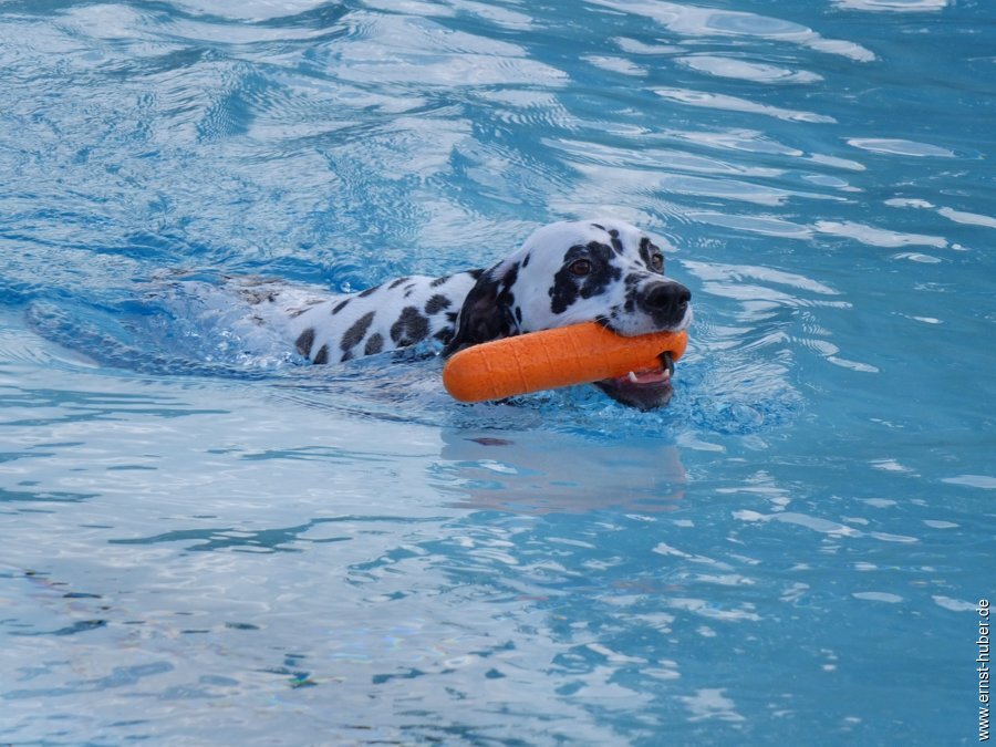 hundeschwimmen__211.jpg