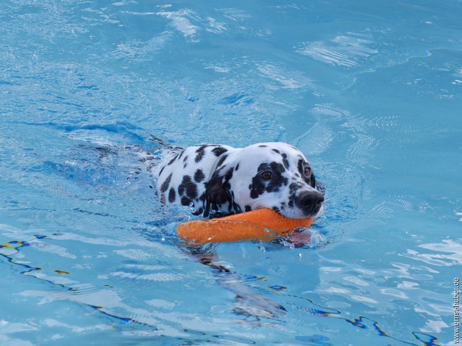 hundeschwimmen__212.jpg