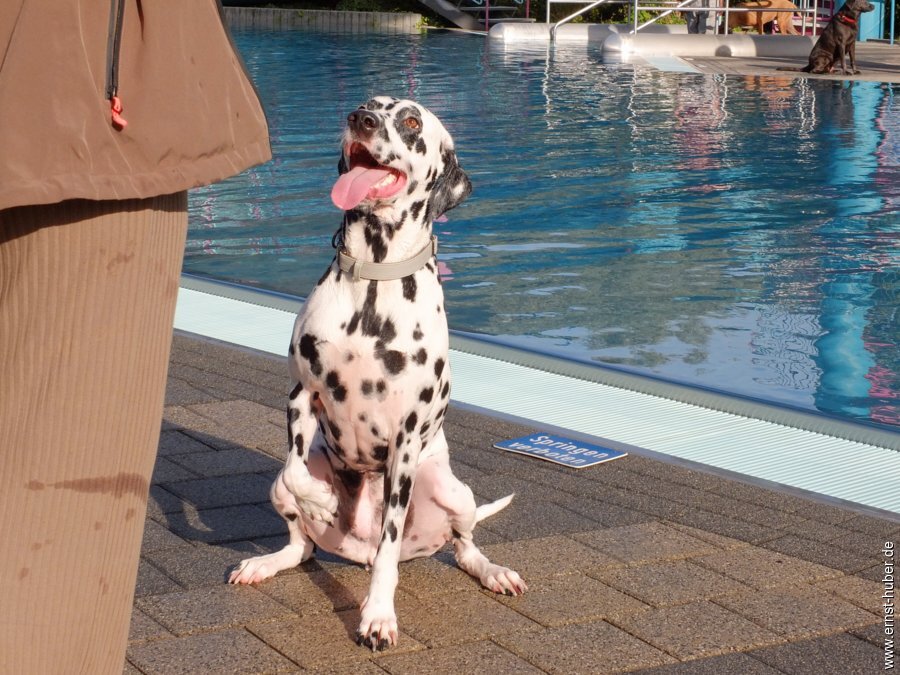 hundeschwimmen__221.jpg