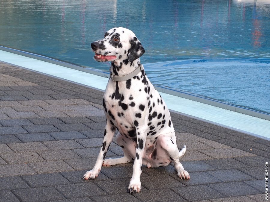 hundeschwimmen__235.jpg