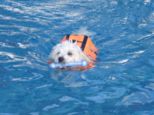 hundeschwimmen__074.jpg