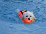 hundeschwimmen__080.jpg