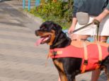 hundeschwimmen__158.jpg