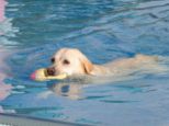 hundeschwimmen__232.jpg