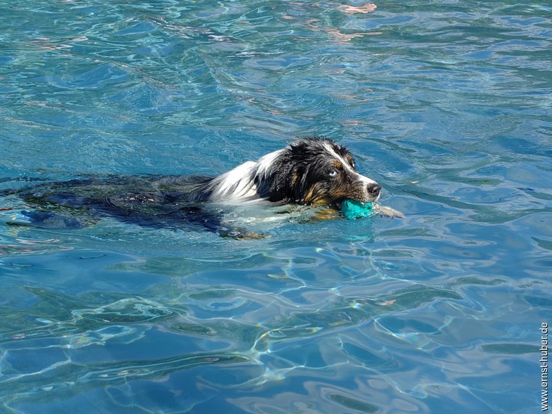 hundeschwimmen__014.jpg