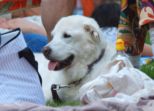 jazzpicknick__055.jpg