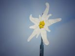 edelweiss2020__182.jpg
