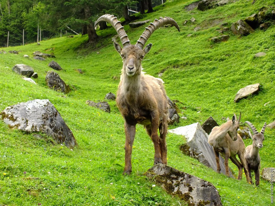 kaprun2015__475.jpg