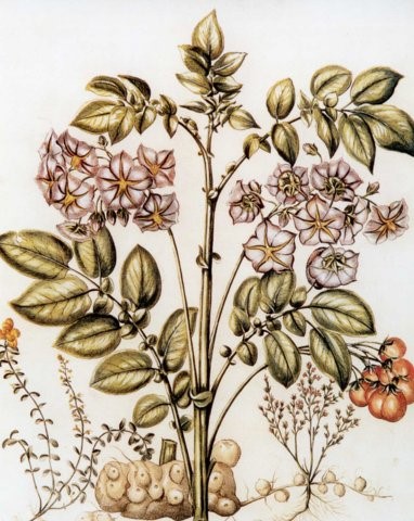 Papas Peruanorum",