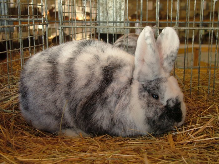 kaninchen_003.jpg