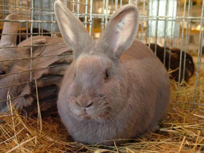kaninchen_005.jpg